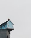 Small, blue wooden house balancing on a modern building.