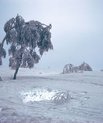A snow landscape with a tree. The snow looks dirty and dark.